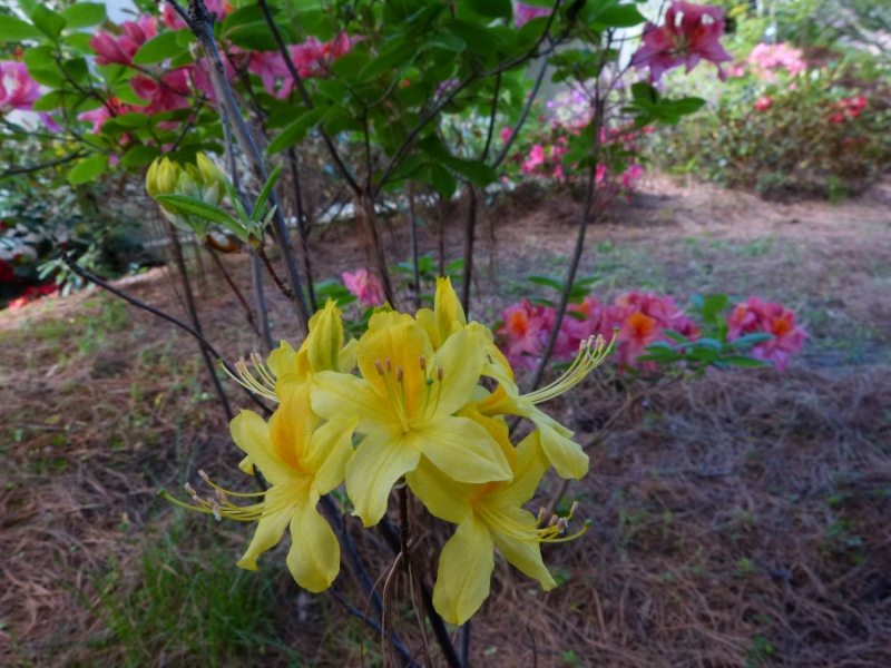 Rhododendron - espèces, variétés, floraisons - Page 4 Rhodod65