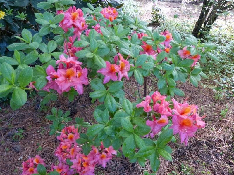 Rhododendron - espèces, variétés, floraisons - Page 4 Rhodod69