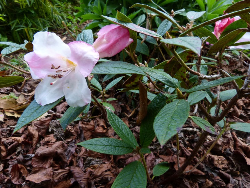 Rhododendron - espèces, variétés, floraisons - Page 4 Rhodod78