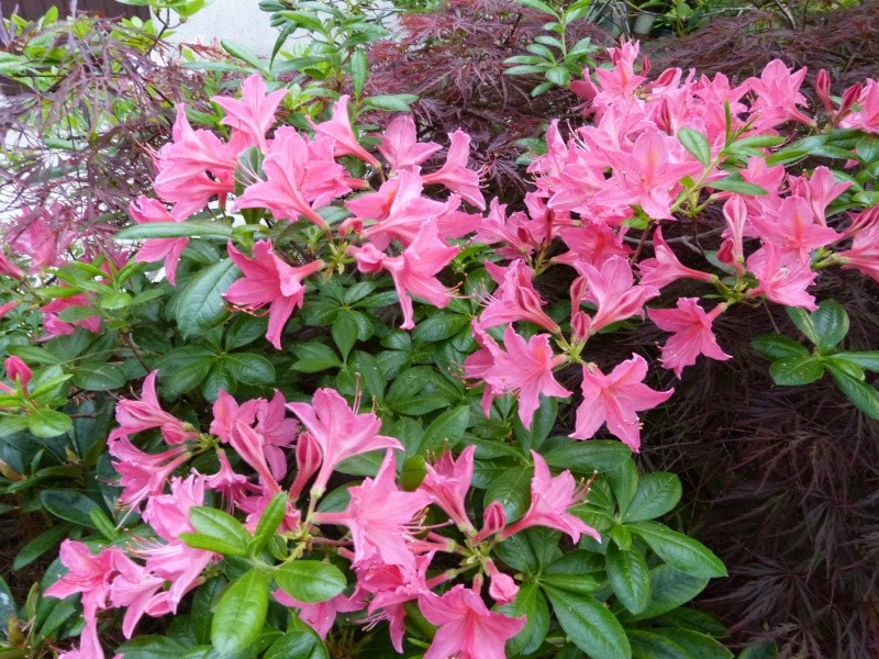 Rhododendron - espèces, variétés, floraisons - Page 5 Rhodod99