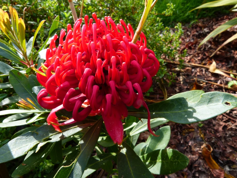 Telopea 'Braidwood Brilliant' Telope13