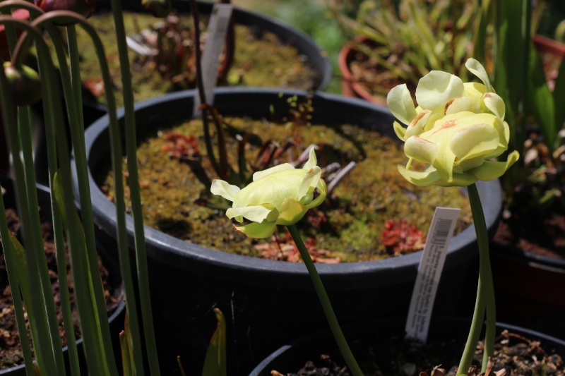 Sarracenia 'tarnok' Img_0911