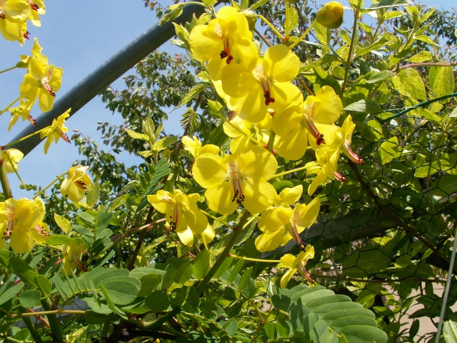 Caesalpinia decapetala var. japonica Caesal11