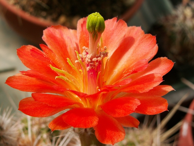 cactus - floraisons de mai 2015 Echino10