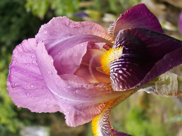 Iris de Cormillonne [identification] Iris210