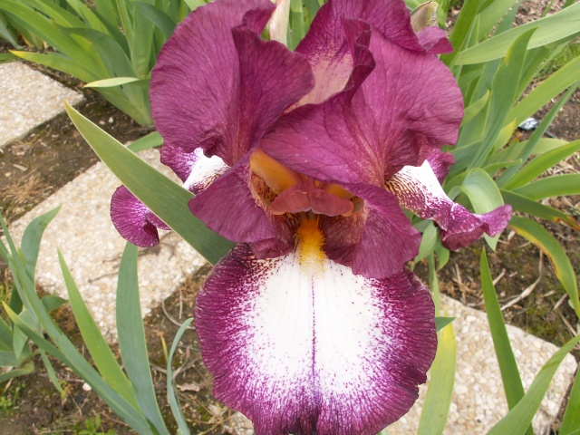 Iris de Cormillonne [identification] Iris_210