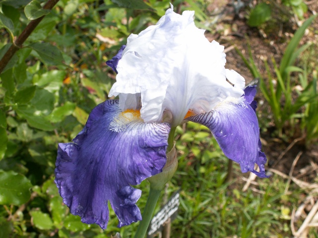 Iris de Cormillonne [identification] Iris_b11