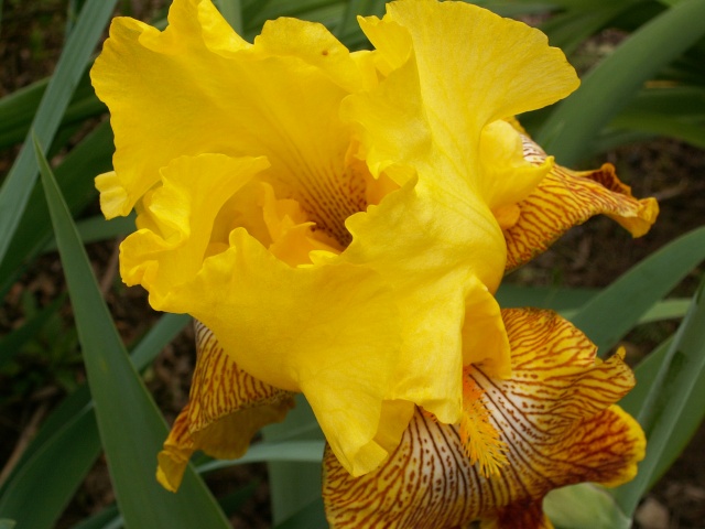 Iris de Cormillonne [identification] Iris_b12