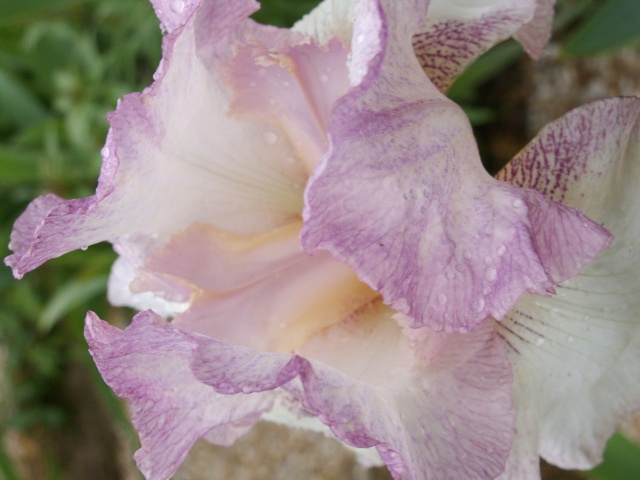 Iris de Cormillonne [identification] Iris_v11