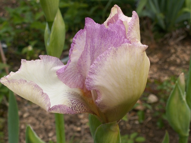 Iris de Cormillonne [identification] Iris_v12