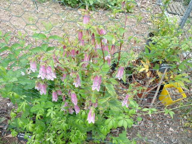 pelargonium - le joli mois de mai des fous jardiniers - Page 7 P1020110