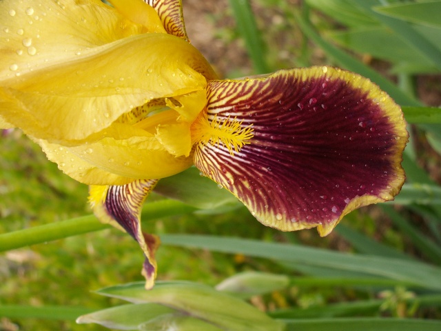 Iris de Cormillonne [identification] Pict0021