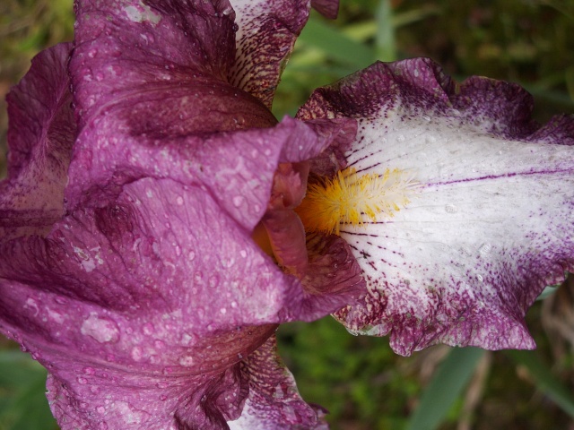 Iris de Cormillonne [identification] Pict0023