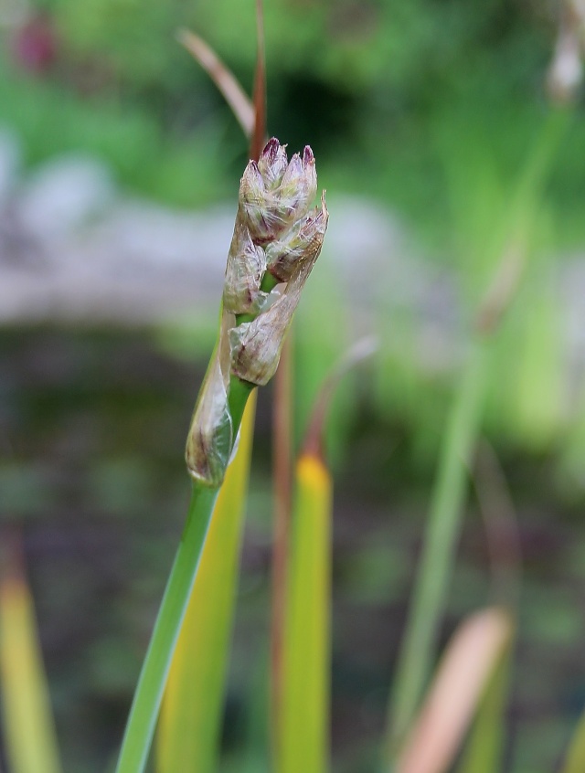 Libertia grandiflora Libert11