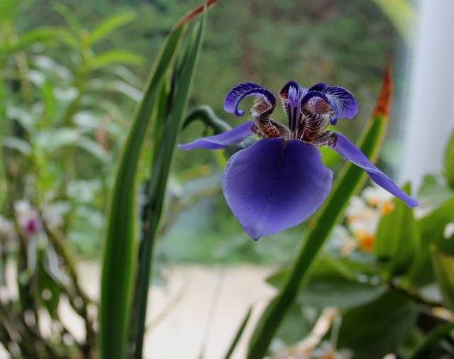 Un Iris tropical, Neomarica caerulea Neomar10