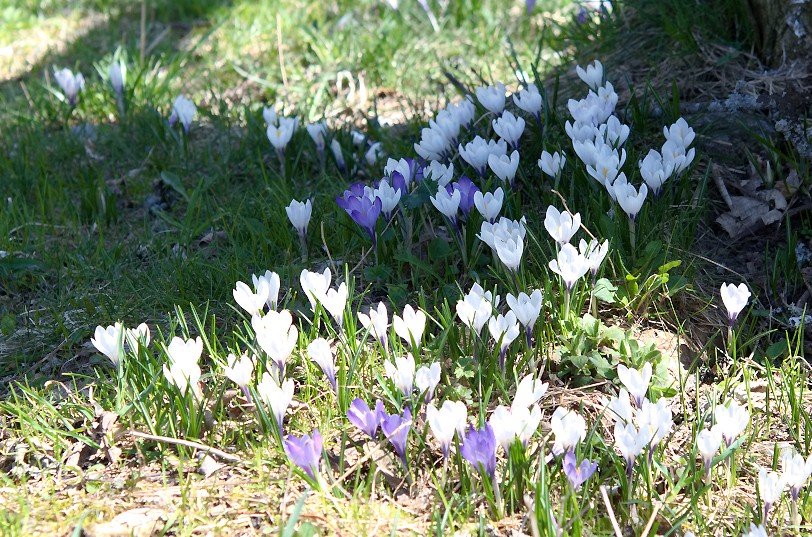 12 avril, un jour de contraste Crocus15