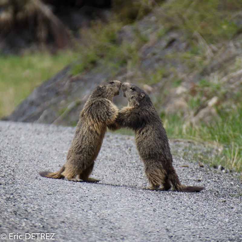 Quelques petites marmottes au passage Marmot10