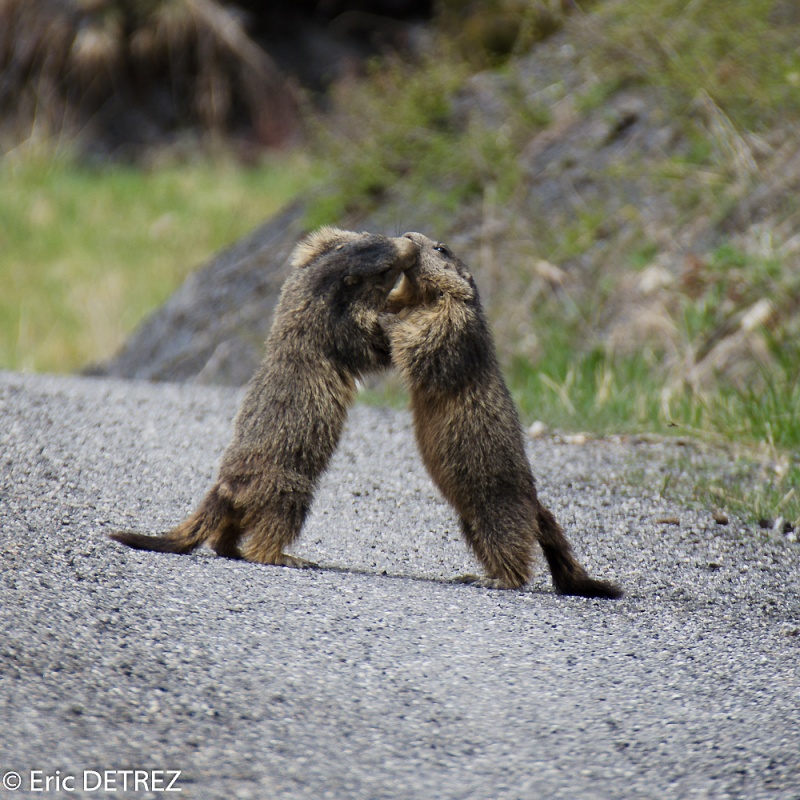 Quelques petites marmottes au passage Marmot11