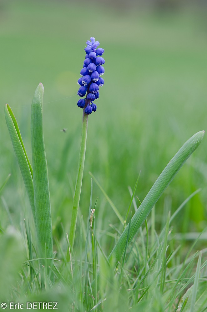 Deux plantes protégées rencontrées en Haute Ubaye Muscar10