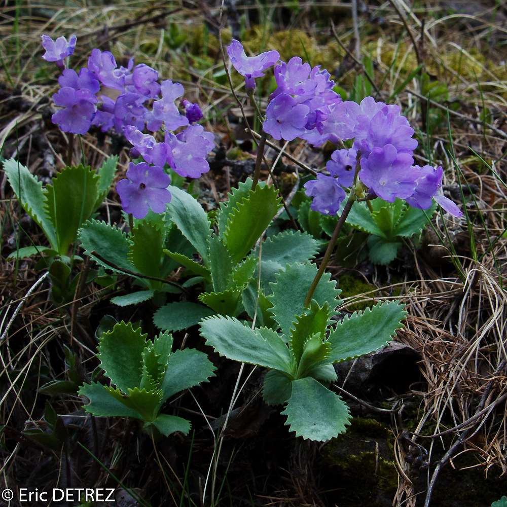 Deux plantes protégées rencontrées en Haute Ubaye Primul11
