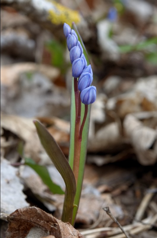 Pas d'orchidées mais nouvelle coche quand même Scilla10