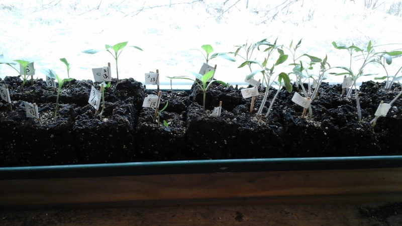 Tomato Tuesday 2015 2015-012