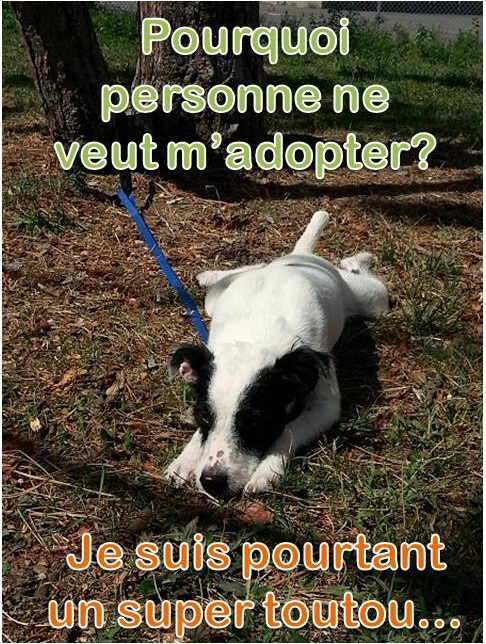 STEWIE - parson jack russel 9 ans  (pure race)  - Asso Alerte Sos  Stewie10