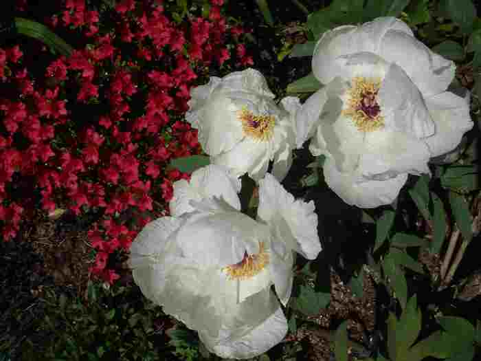 Pivoines ,des floraisons sublimes .......... - Page 2 Dsc01611