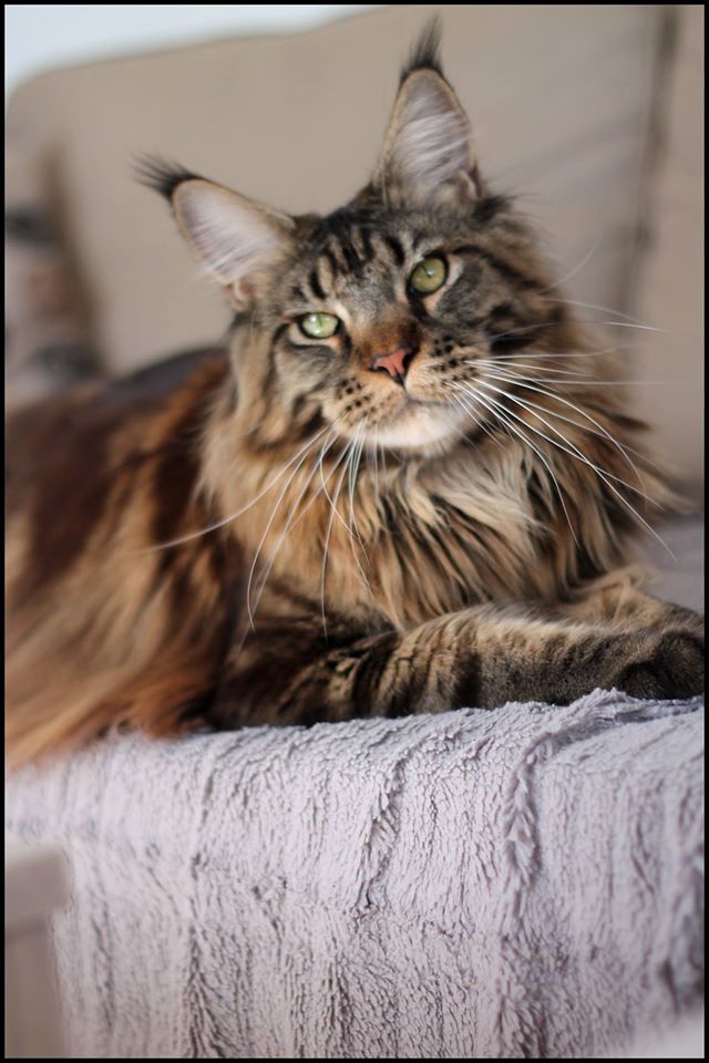 chat - Le Maine Coon - Page 3 11054410