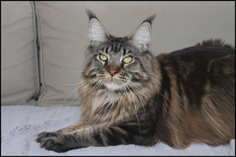 Le Maine Coon - Page 3 11247910