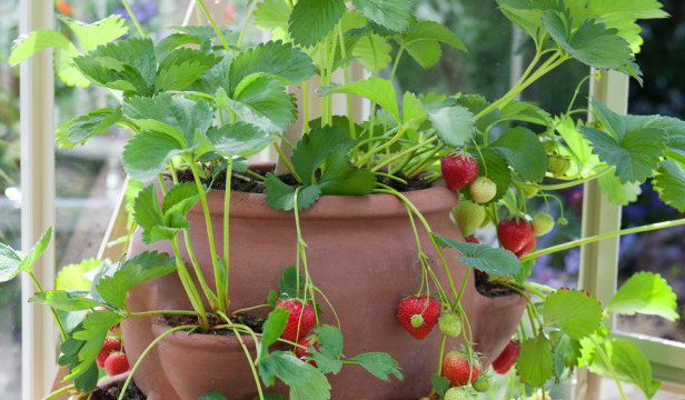 Comment faire pousser des fraises bio toute l’année à l’intérieur Growin12