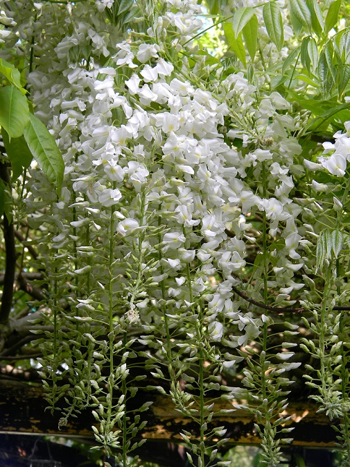 le joli mois de mai des fous jardiniers - Page 6 Gly110