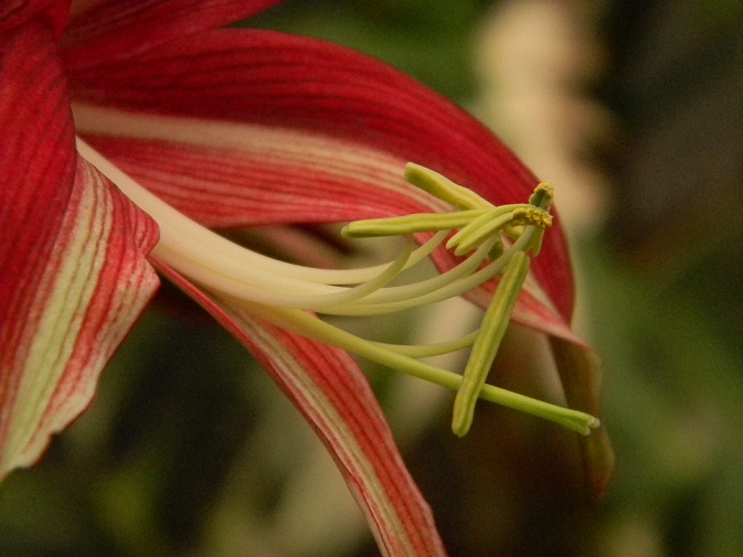 Hippeastrum cybister Papil110