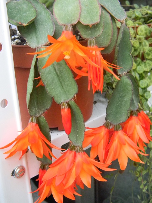 cactus - floraisons de mai 2015 Yell211