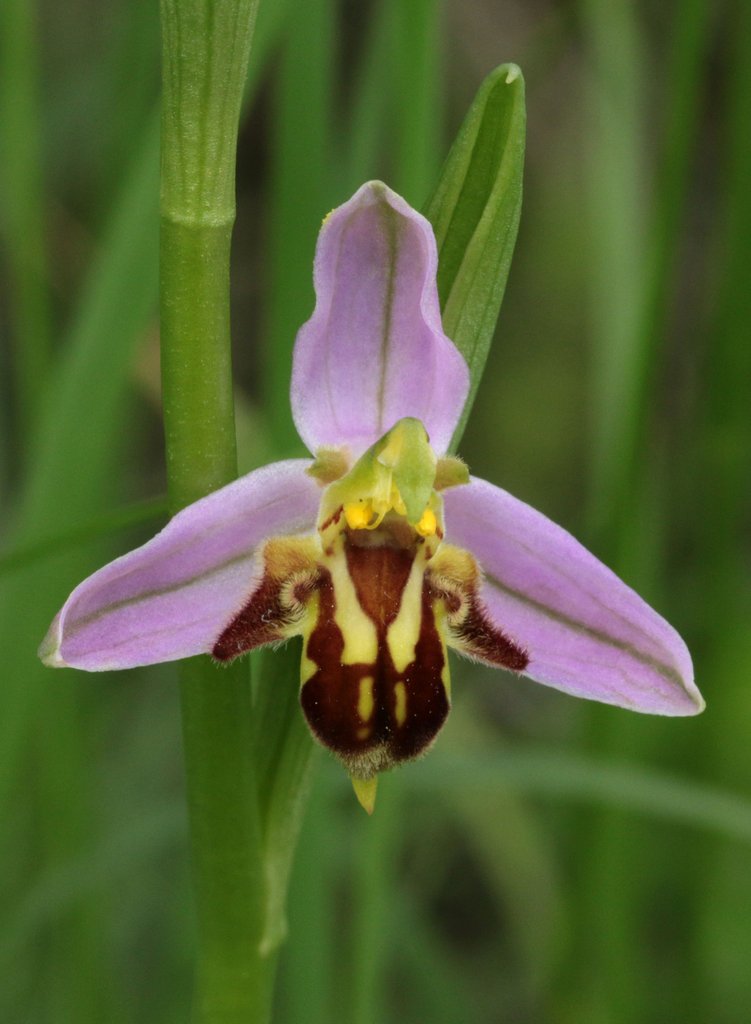 Ophrys du cerisier Sl_17_14