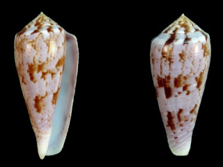  Conidae Conus (Afonsoconus) - Discussion sur le genre, la planche A-kino12