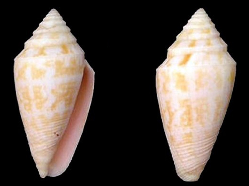Conus (Austroconus) clarus   EA Smith, 1881 A_clar10