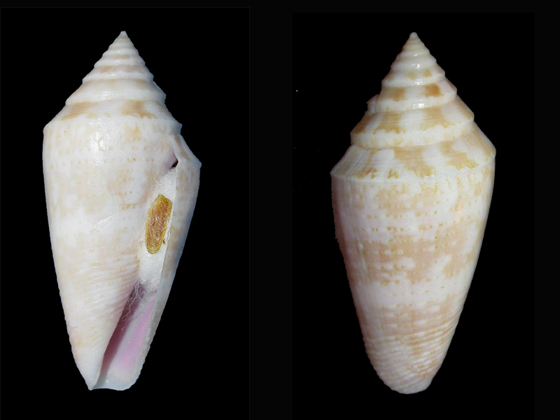 Conus (Austroconus) clarus   EA Smith, 1881 A_clar11