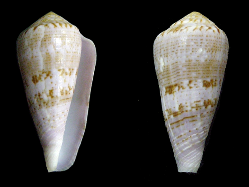 Conus (Afonsoconus) kinoshitai f.calliginosus  (Shikama, 1979) A_kino15
