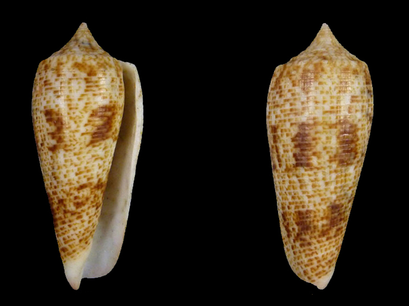 Conus (Phasmoconus) patamakanthini   Delsaerdt, 1998 A_pata10