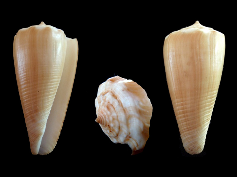 Conus (Asprella) sulcatus (Hwass in Bruguière, 1792) A_sulc10