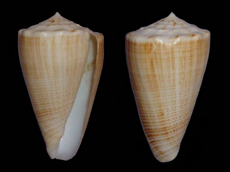 Conus (Asprella) bocki (G. B. Sowerby III, 1881) A_sulc11