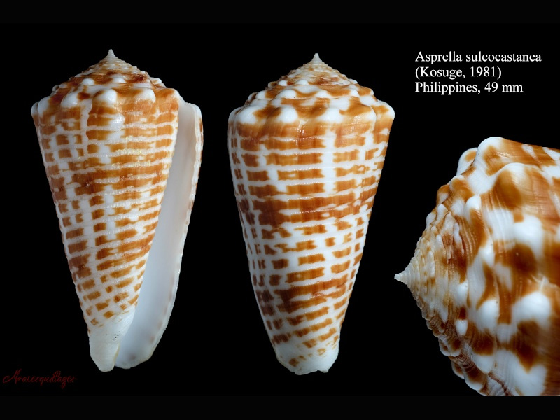 Conus (Asprella) sulcocastaneus (Kosuge, 1981) A_sulc14