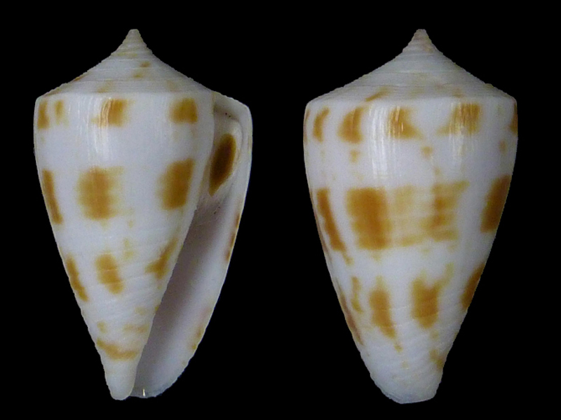 Conus (Austroconus)  sydneysensis   G. B. Sowerby III, 1887 A_sydn10
