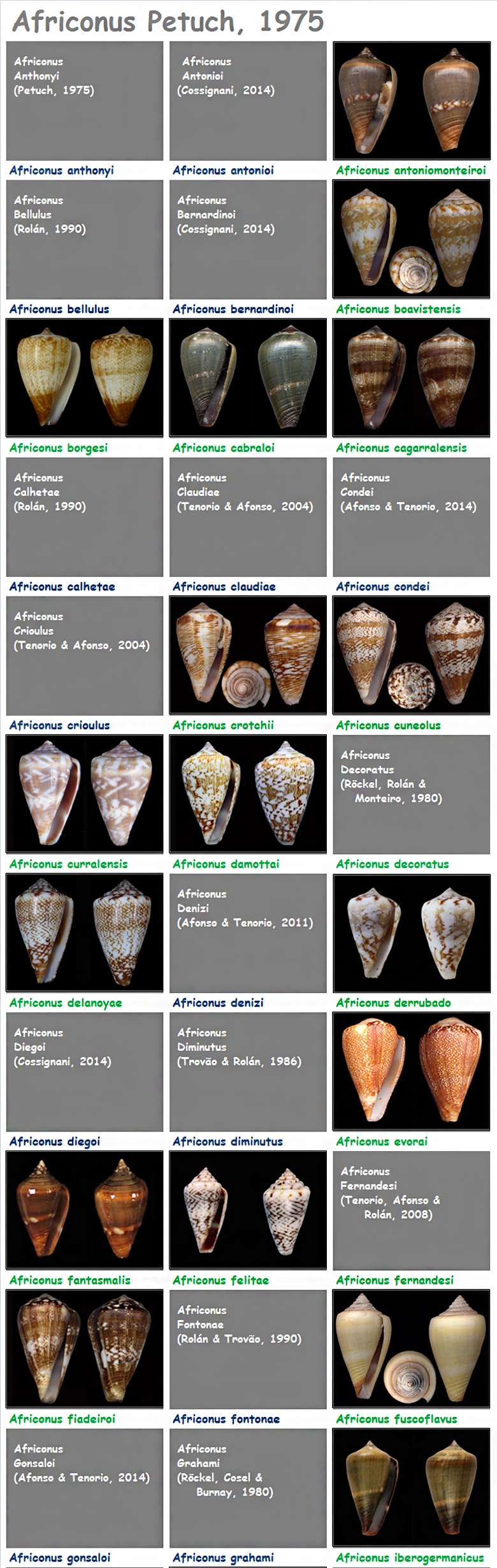   Conidae Africonus - Bla bla pour devenir Lautoconus Africo12