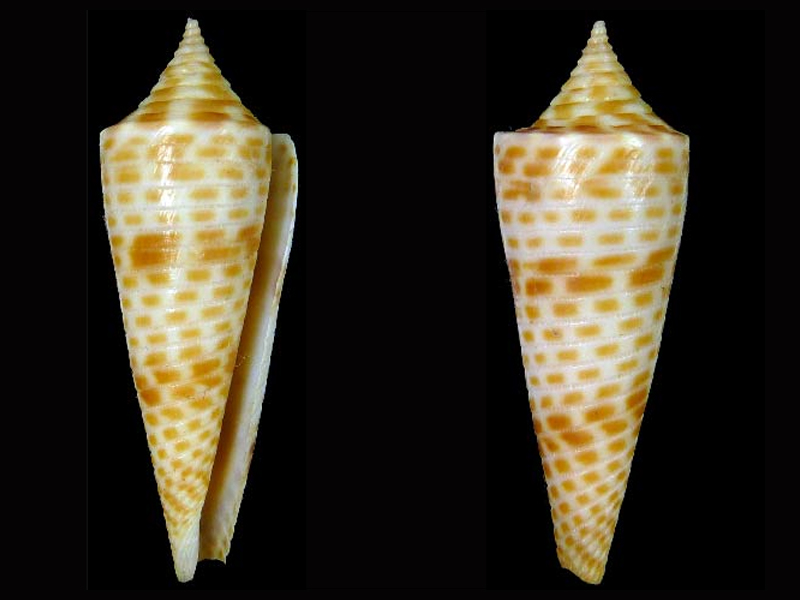 Conus Fusiconus aculeiformis (Reeve, 1844) 23 mm Inde B_acul10