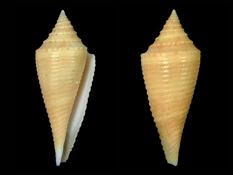 Conasprella (Fusiconus) insculpta (Kiener, 1847)  B_insc10