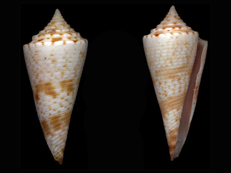 Conasprella (Fusiconus) saecularis (Melvill, 1898) Bathyc11