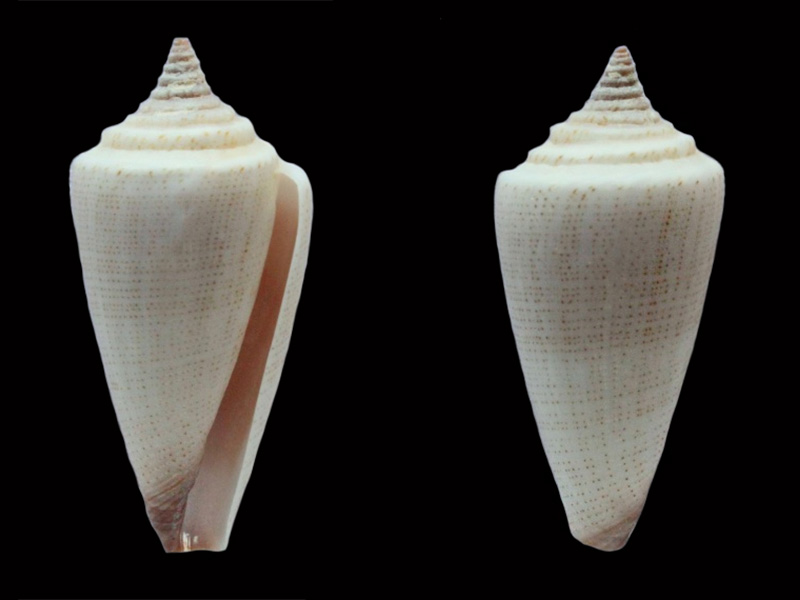 Conus (Calibanus) furvus aegrotus   Reeve, 1849 C_furv10