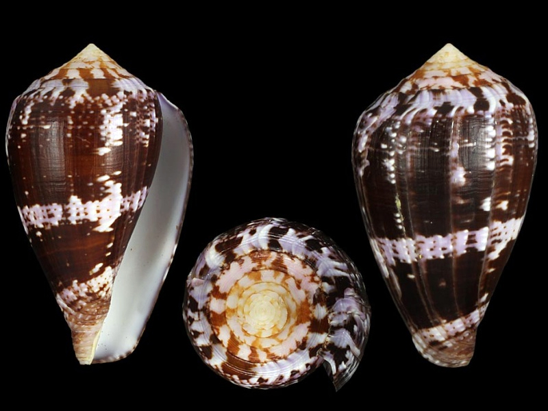 Conus (Chelyconus) purpurascens  GB Sowerby I, 1833 C_purp10